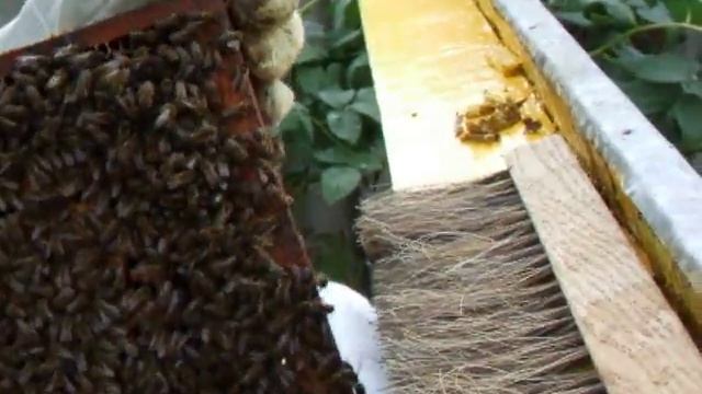 Пчелиный расплод и пыльца смотреть онлайн