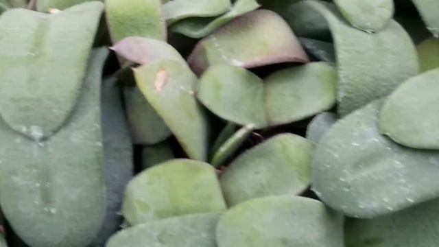 GASTERIA GLOMERATA (KOUGA GASTERIA) SUCCULENT PLANT смотреть онлайн