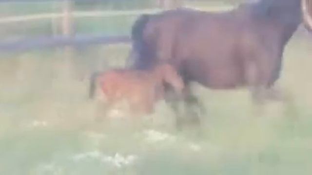 Кай и Герда смотреть онлайн