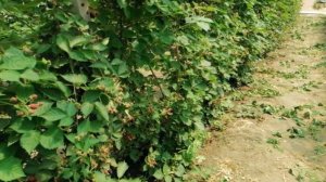 Ежевика Лохтей в теплице