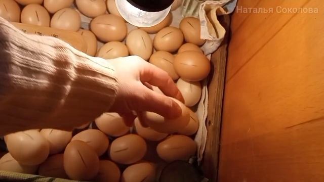 Инкубация куриных яиц. Дезинфекция яиц. Закладка в самодельный инкубатор из картонной коробки. Режи смотреть онлайн