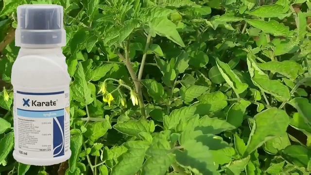 KARATE INSECTICIDE || Lambda Cyhalothrin 5% Ec || SYNGENTA ||