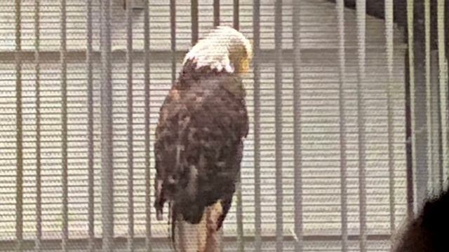 2021 Alaskan Cruise Ovation of the Seas August 20 - 27 смотреть онлайн