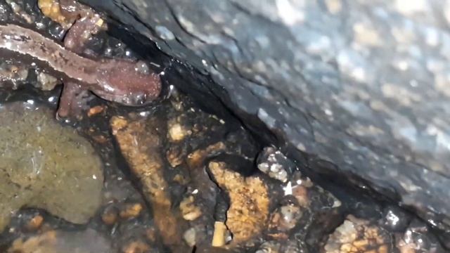 Salamandra-lusitânica (Chioglossa lusitanica) numa mina de àgua 5 смотреть онлайн