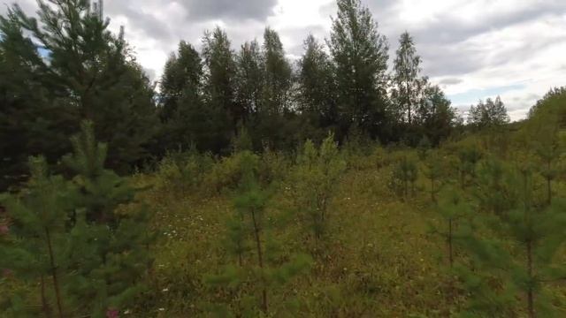 ЖЕНЩИНЫ СОБИРАЮТ ГРИБЫ БОЛЬШЕ ЧЕМ Я! НАСТОЯЩАЯ ТИХАЯ ОХОТА В ТАЙГЕ. ЗАГОТОВКА ГРИБОВ. ДАРЫ ПРИРОДЫ. смотреть онлайн