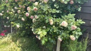 Супер идея формирование плетистой розы! Результат!