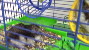 ХОМЯК СТАРУШКА Мимимишек! Кеша проведал своих хомячков Мультики с игрушками для детей