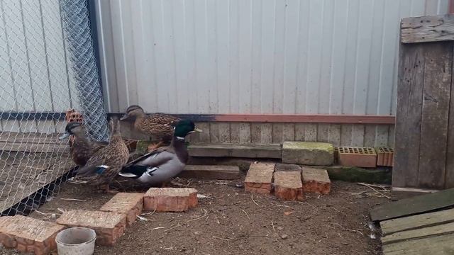 Вся правда о дикой крякве. Дикая кряква. Содержание. смотреть онлайн