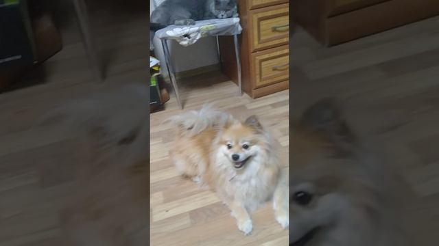 кот и собака смотреть онлайн