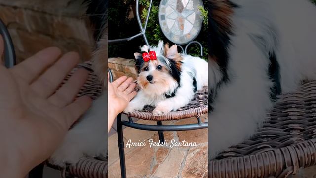 Amici Fedeli Santana, бивер девочка , продажа #biewerterrier