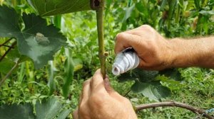 Окулировка почкой на почку без пробуждения. Окулировка винограда.