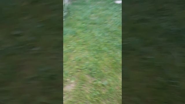 Скважина в огороде