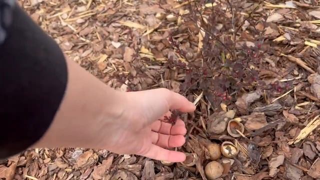 Первое цветение Тюльпанов и нарциссов. Прогулка по саду 19.05.22. Все просыпается ? смотреть онлайн