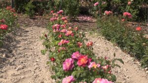 роза  дьябелес де мер . питомник роз полины козловой - rozarium.biz ,  Rosa diabeles de Mer