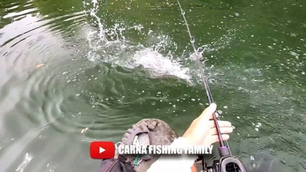 LOCH NESS MONSTER CATFISH ?