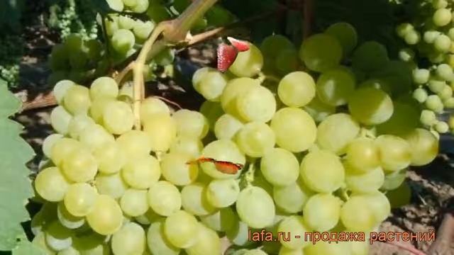 Виноград плодовый Русский янтарь (vitis) ? обзор: как сажать, рассада винограда Русский янтарь смотреть онлайн