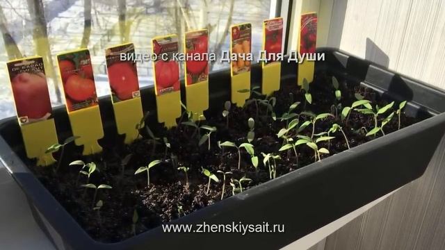 10 "НЕЛЬЗЯ" при выращивании ТОМАТОВ смотреть онлайн