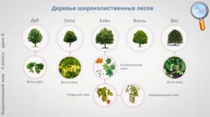 Окружающий мир 4 класс (Урок№8 - Леса России. Лес и человек.)