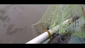 Ловля РАКОВ на не КИТАЙСКУЮ РАКОЛОВКУ Гармошка Баян. Ловля хищника на ПЕРЕМЕТ РЕЗИНКУ.