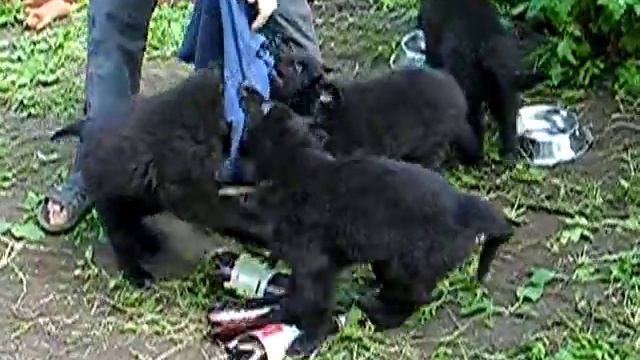 El-Kapo2m.mp4 смотреть онлайн