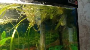 Размножение мраморных гурами