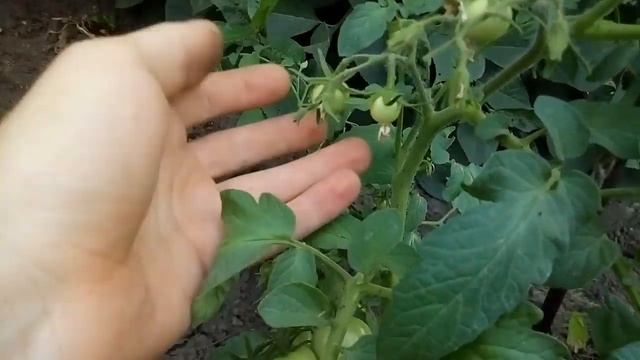 томат на гидропонике смотреть онлайн