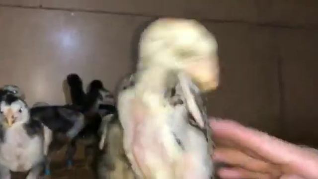 Шамо у Мирлана в Киргизии/Бишкек/.2021. смотреть онлайн