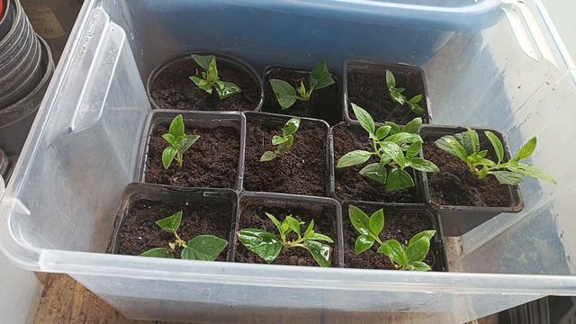 У нас дождь. Рассадила черенки гортензии из череночника смотреть онлайн