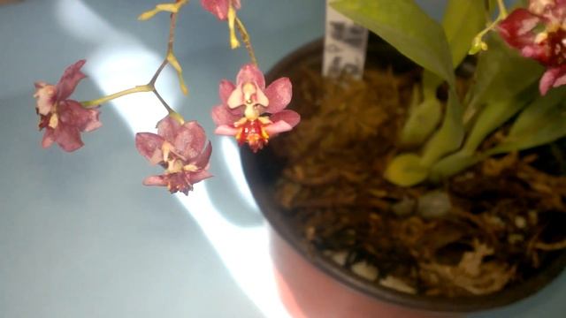 Расцвела орхидея #Oncidium Twinkle Red Devil. #Доминикана #орхидея_онцидиум смотреть онлайн