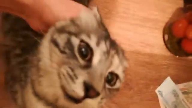 Коту под хвост смотреть онлайн