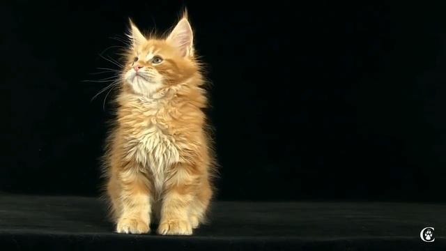 Все о породе Мейн кун за 3 минуты смотреть онлайн