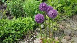 Чем украсить майскую клумбу: 33 садовых растения с ботаническими названиями.