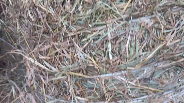 Золотое сено для коз смотреть онлайн