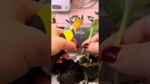 Прививка арбуза на кабачок