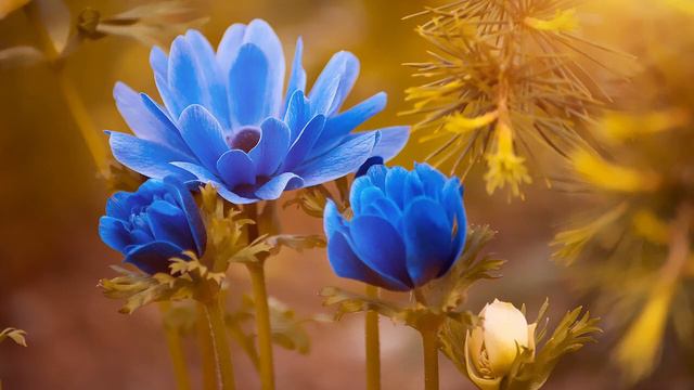 Most Famous Classical- Carl Maria von Weber - Clarinet Quintet in B-flat Major, Op. 34 смотреть онлайн