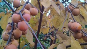 Мечты сбываются! Хурма в нашем саду. Сорт Сосновская. Центральная Украина 2022 год