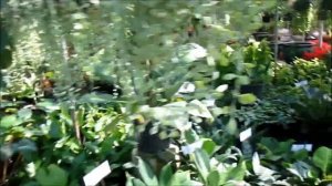 Цветочные магазины на Пхукете. Где купить комнатные цветы в горшках на Пхукете. Часть 2.