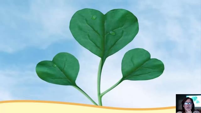 УДИВИТЕЛЬНЫЕ РОЗЫ! ЧАСТЬ 2