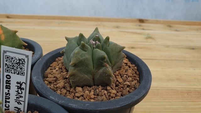 난봉옥은 귀갑이 갑! (Astrophytum myriostigma kikko) смотреть онлайн