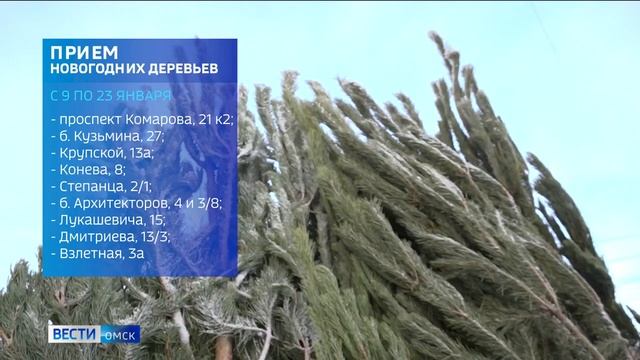 Омичам напомнили, куда можно сдать ёлку после Нового года смотреть онлайн