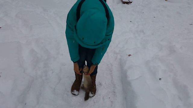 зимний хорек