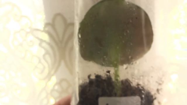 ВСЕ О ДОМАШНИХ ФИАЛКАХ ДЛЯ НАЧИНАЮЩИХ смотреть онлайн