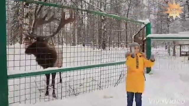 марал. окружающий мир смотреть онлайн