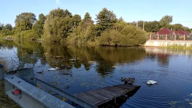 Семейство лебедей утром смотреть онлайн