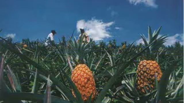 MI TIERRA CHICA смотреть онлайн