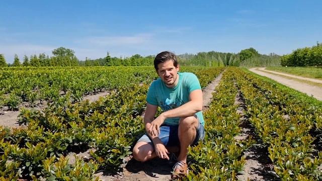 Visiting a superhero amongst hedges: Prunus TITAN! смотреть онлайн