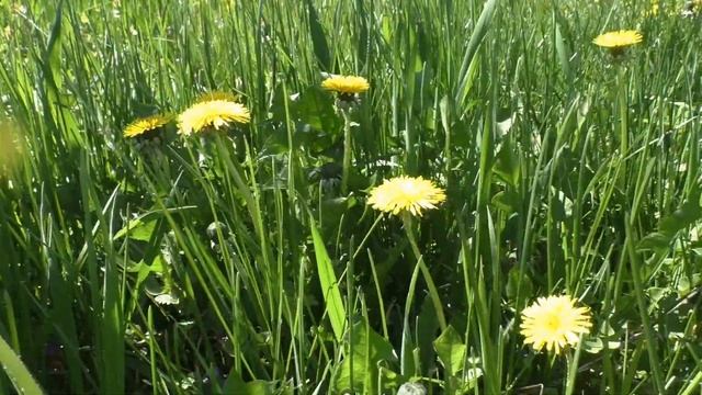 Неповторимая Природа и Красивая Музыка ... Все  для Души и релаксации..?