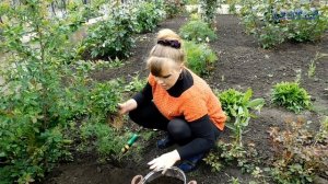 БАРВИНОК посадка выращивание уход вредители болезни подкормка размножение барвинка