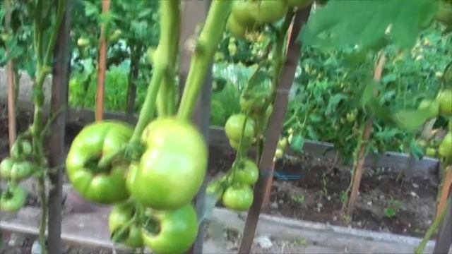 Томат ТМ 10740 F1 розовый неожиданно вкусный гибрид смотреть онлайн