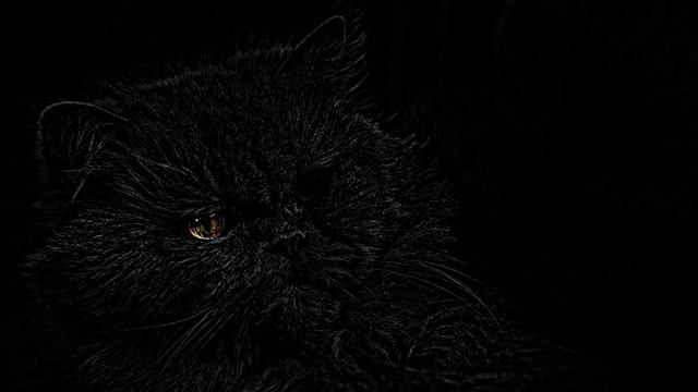 Эдгар По | Черный кот смотреть онлайн